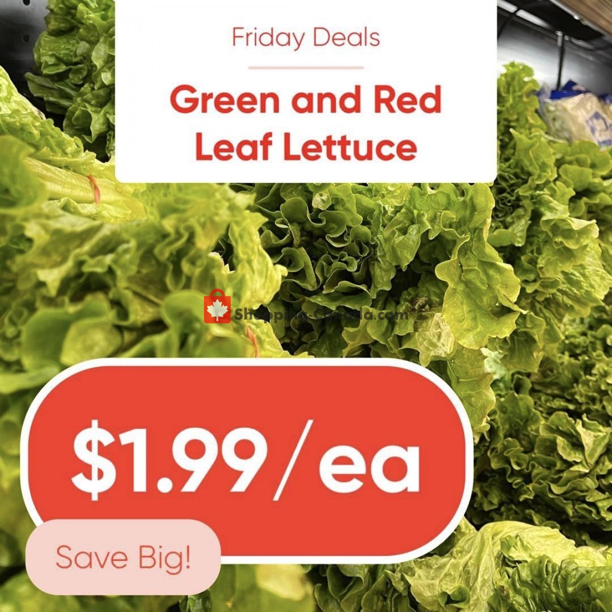 Dutchie's Fresh Market flyer from Friday January 20, 2023 to Friday January 20, 2023 - page 15