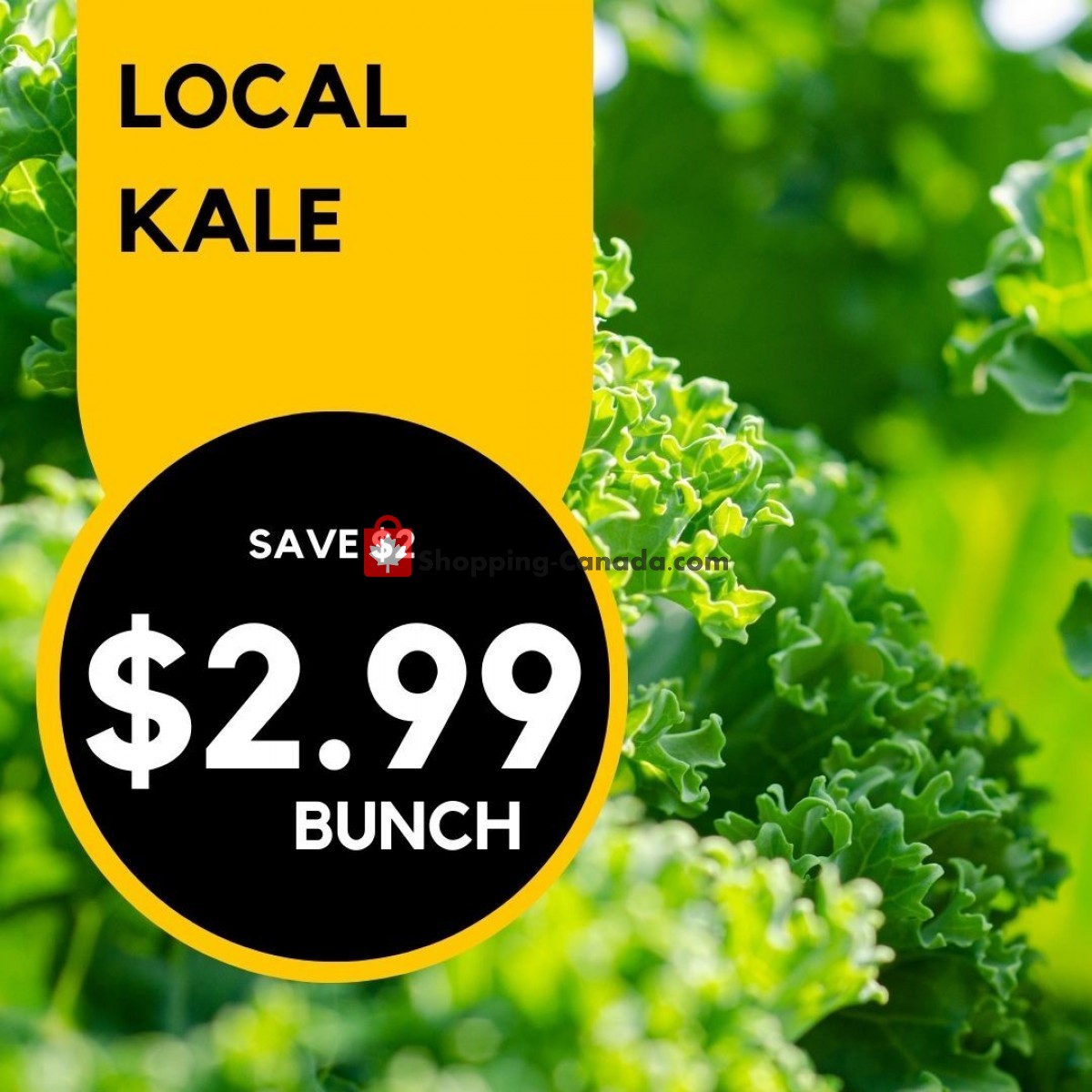 Dutchie's Fresh Market flyer from Monday June 19, 2023 to Monday June 19, 2023 - page 48