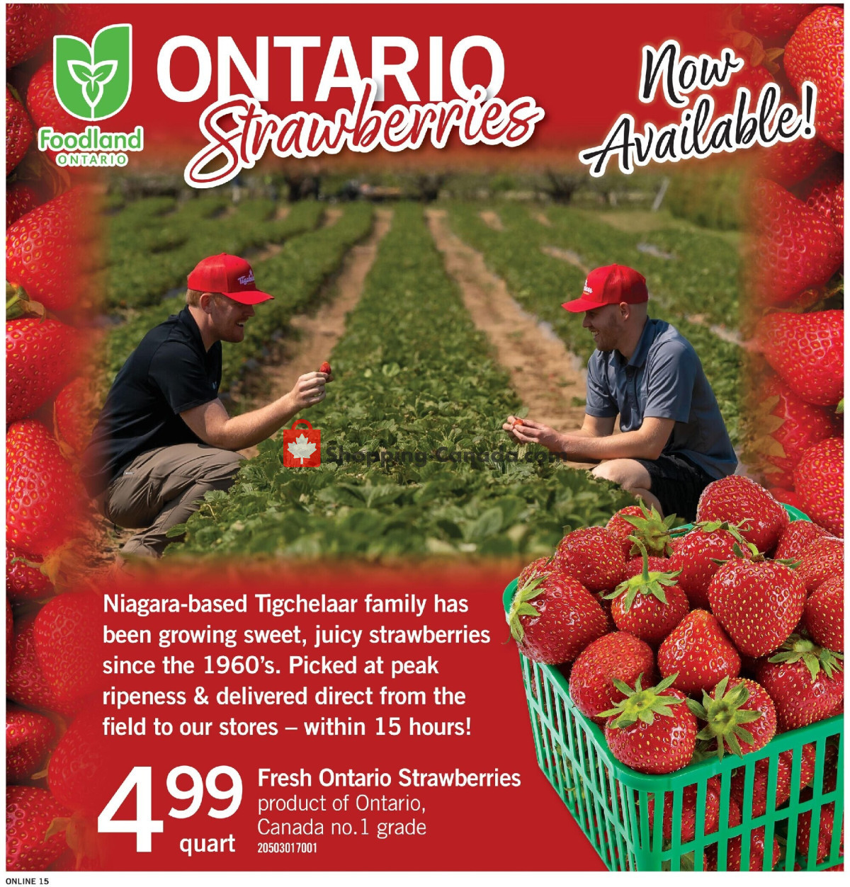 Fortinos flyer from Thursday June 11, 2026 to Wednesday June 17, 2026 - page 15