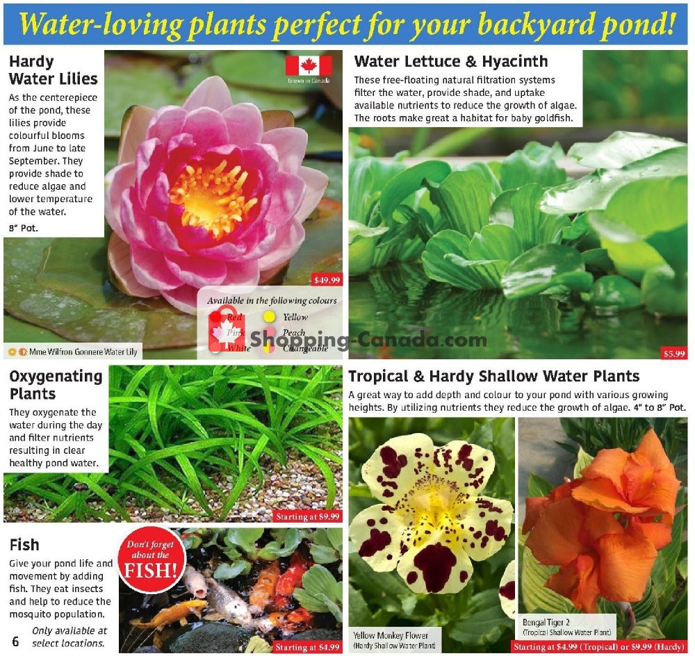 Sheridan Nurseries flyer from Thursday July 2, 2020 to Wednesday July 29, 2020 - page 6